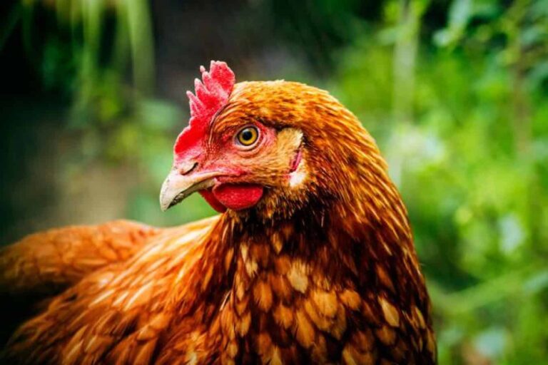 Close-up of brown hen with red comb