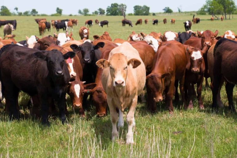 Herd of cattle in grassy field, one central cow