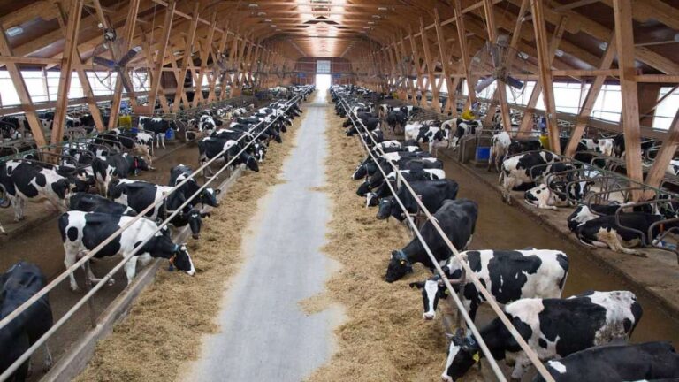 Dairy cows feeding inside large wooden barn