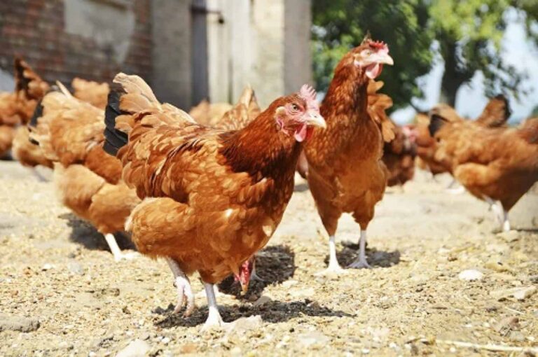 Free-range brown hens in sunny farmyard