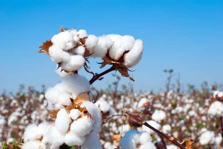 Close-up of cotton bolls in field under blue sky