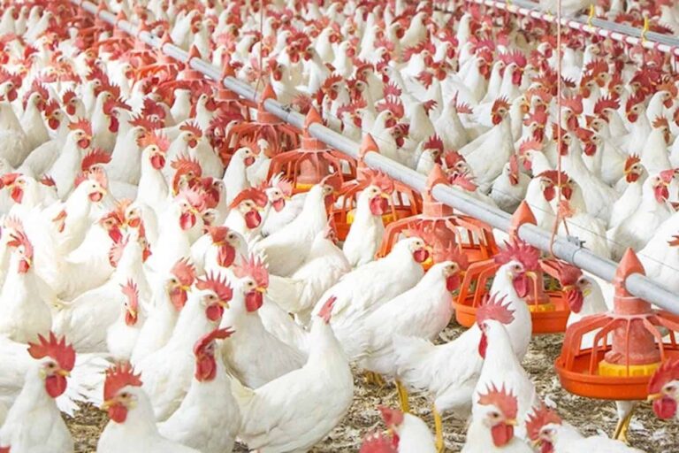 Intensive poultry farm with white chickens feeding