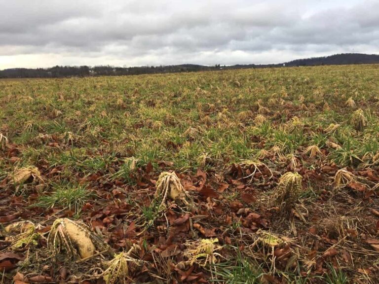 Harvested sugar beet field under cloudy sky
