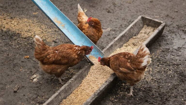 Three brown hens feeding from a trough
