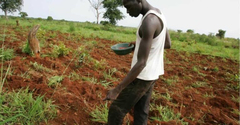 Farmer sowing seeds in red soil field