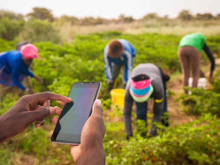 Farmer using smartphone while workers harvest crops