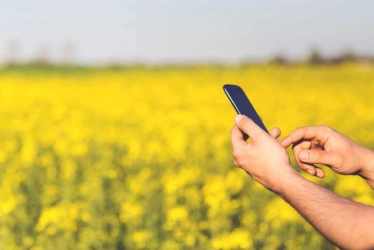 Person using smartphone in yellow rapeseed field