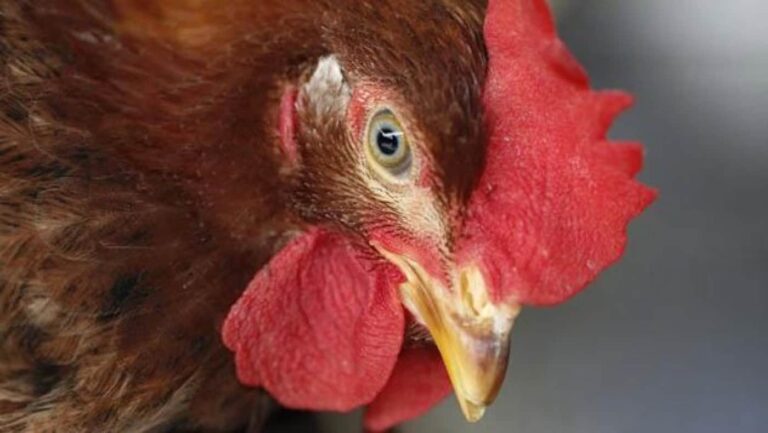 Close-up of brown chicken with red comb
