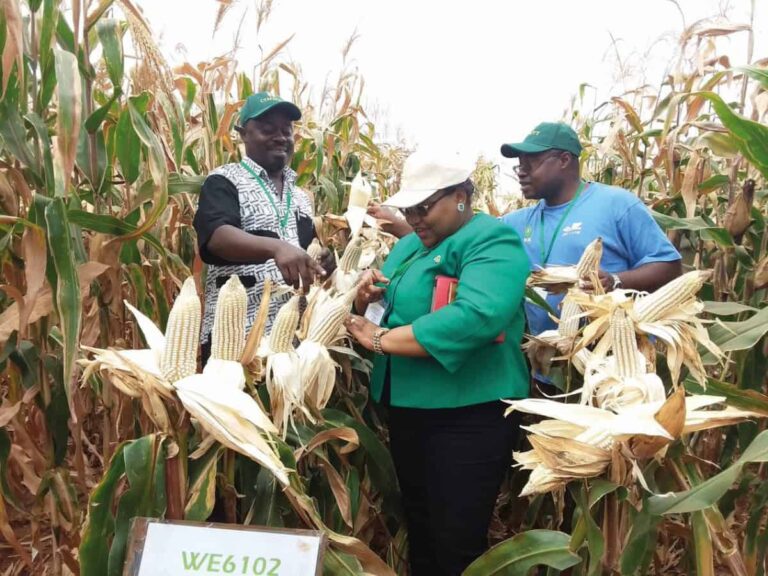 Three people inspecting maize cobs in field
