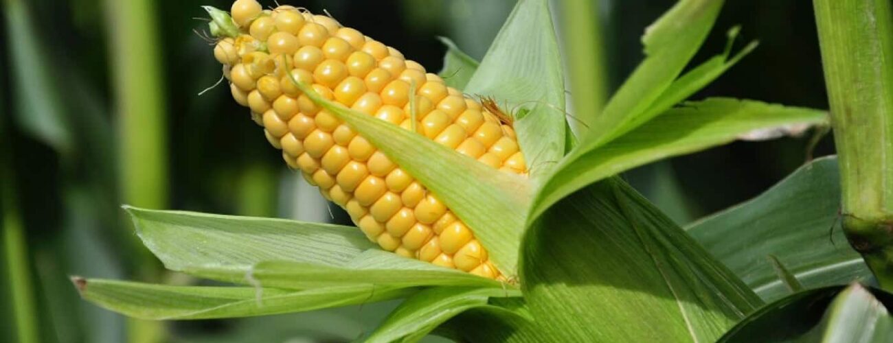lagos partners maan for maize production