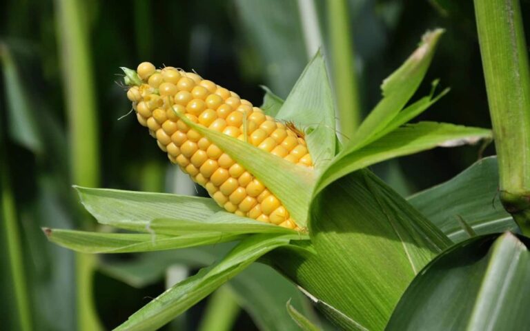 Ripe sweetcorn cob growing on plant