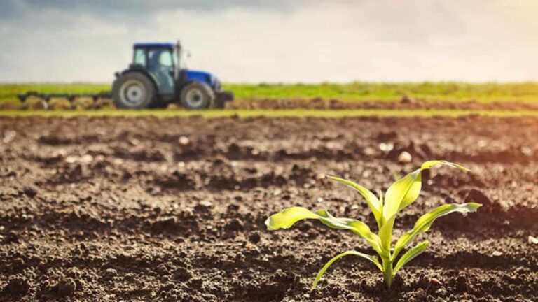 Young crop seedling in ploughed field with tractor