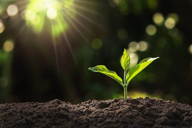 Young green seedling growing in soil with sunlight