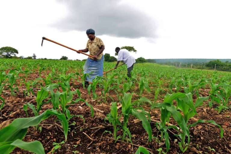Farmers hoeing young maize plants in field