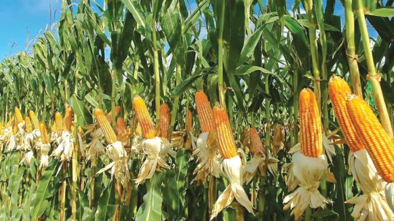 Ripe maize cobs growing in sunny field
