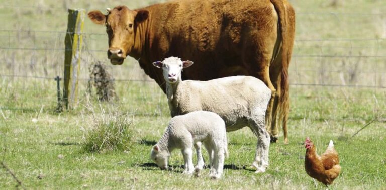 Cow, lambs and chicken in grassy field