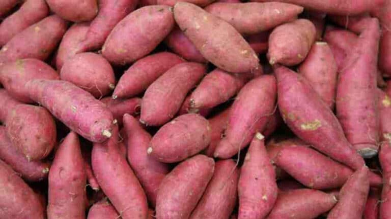 Pile of fresh red sweet potatoes