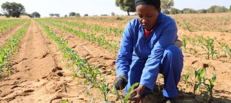 Farmer tending young maize plants in field