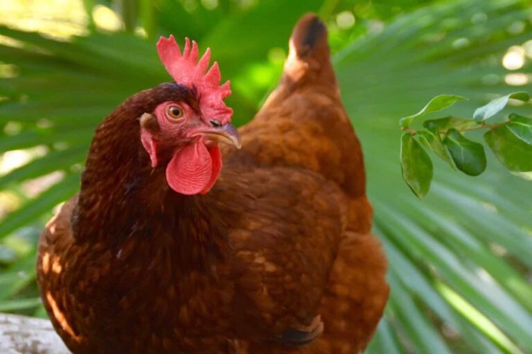 Brown hen with red comb in greenery