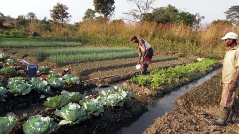 Farmers tending irrigated vegetable garden with cabbages