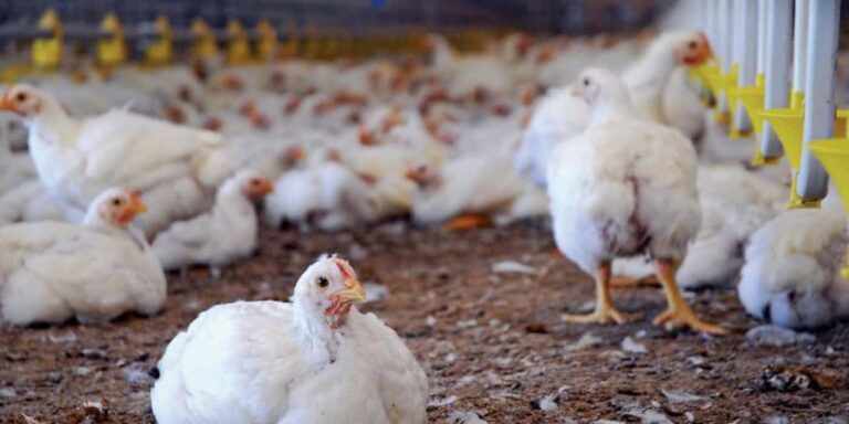 White chickens in indoor poultry farm with feeders