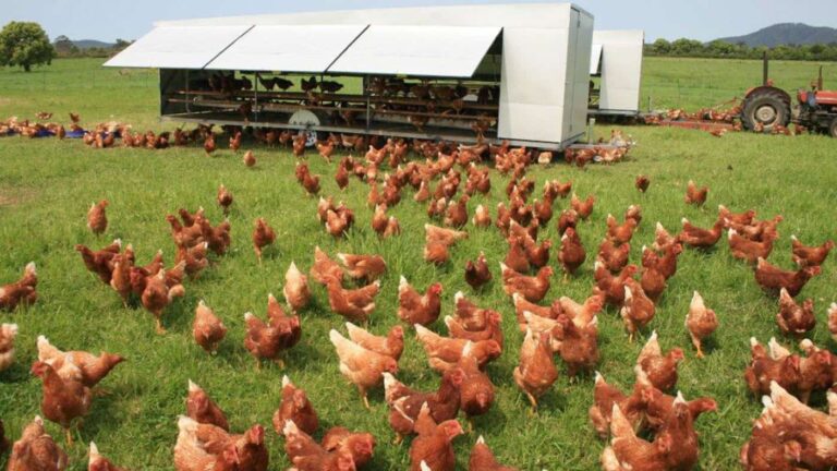 Free-range chickens grazing beside mobile coop
