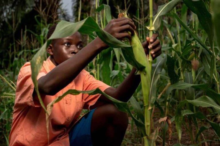 Boy inspecting maize plants in field
