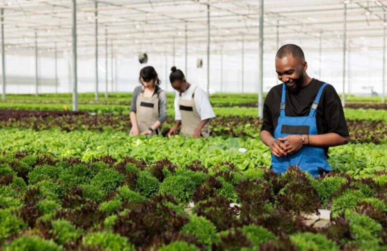 Workers harvesting lettuce in large greenhouse