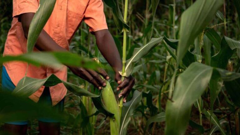 Farmer harvesting maize in lush green field