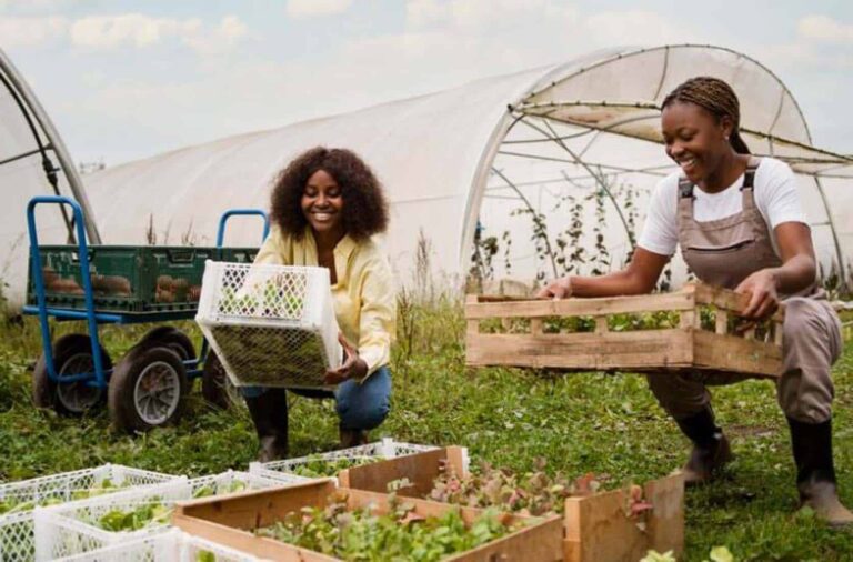 Two women harvesting vegetables in greenhouse farm