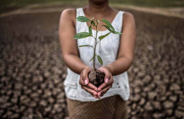 Person holding seedling over cracked, drought-stricken ground