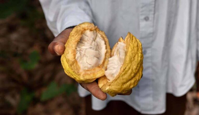 Hand holding opened cocoa pod with white pulp