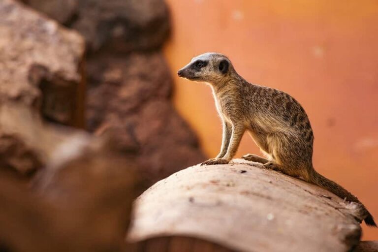 Meerkat perched on rock in desert habitat