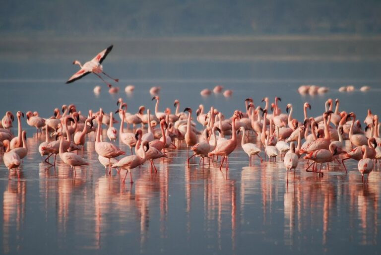Flock of flamingos standing in shallow water