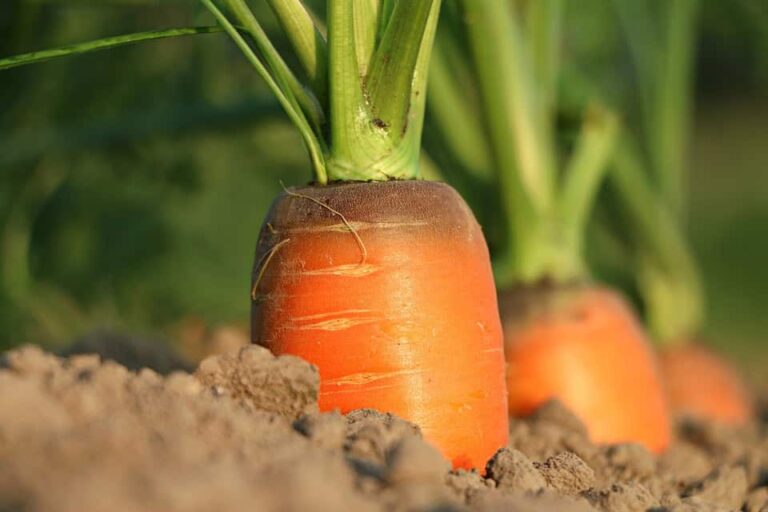 Close-up of carrots growing in garden soil