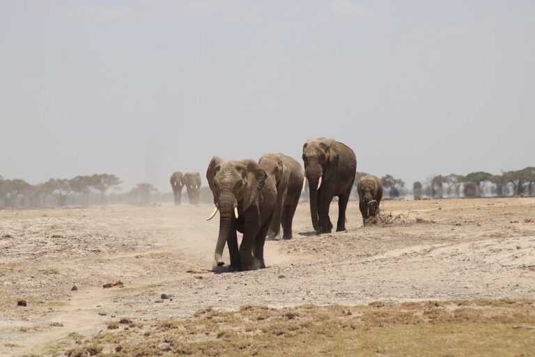 Herd of elephants walking across dusty savannah