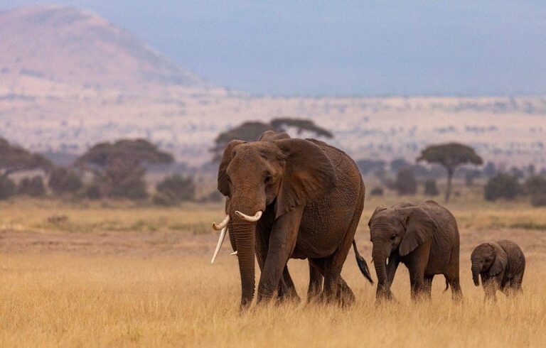 Elephant family walking across African savannah grassland