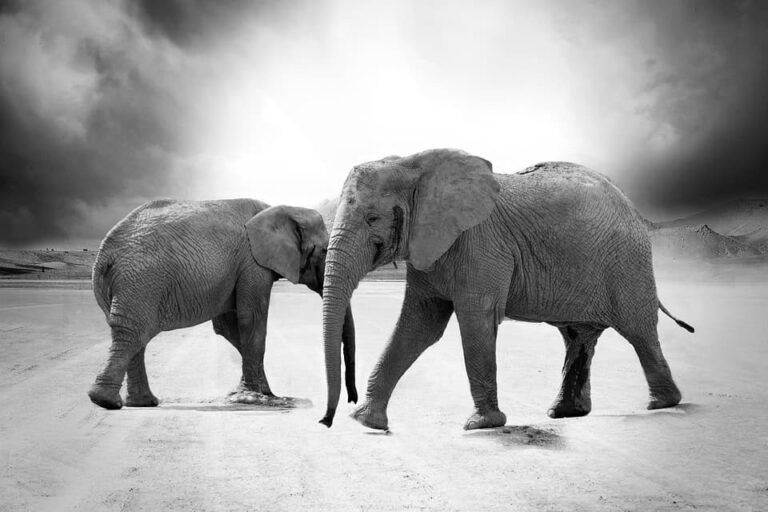 Two elephants walking across dusty plain under stormy sky