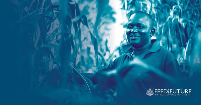 Smiling farmer standing among tall maize crops