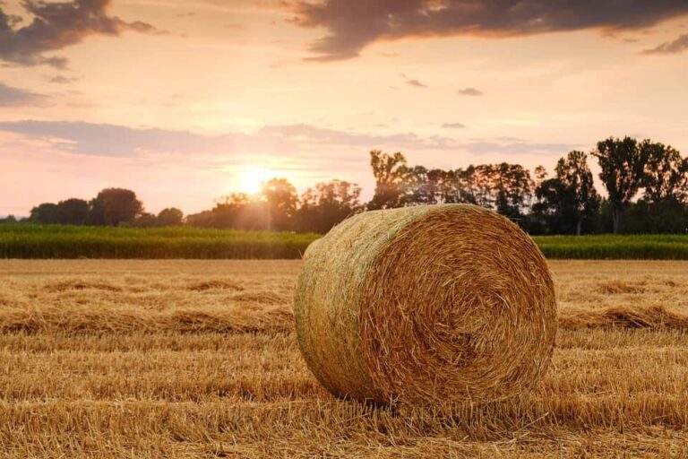 Hay bale in harvested field at sunset