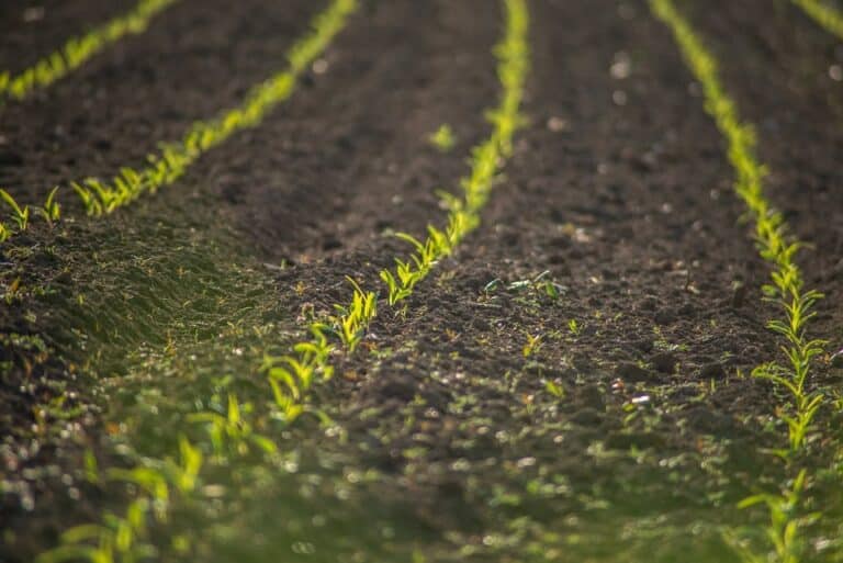 Young green crop rows growing in cultivated soil