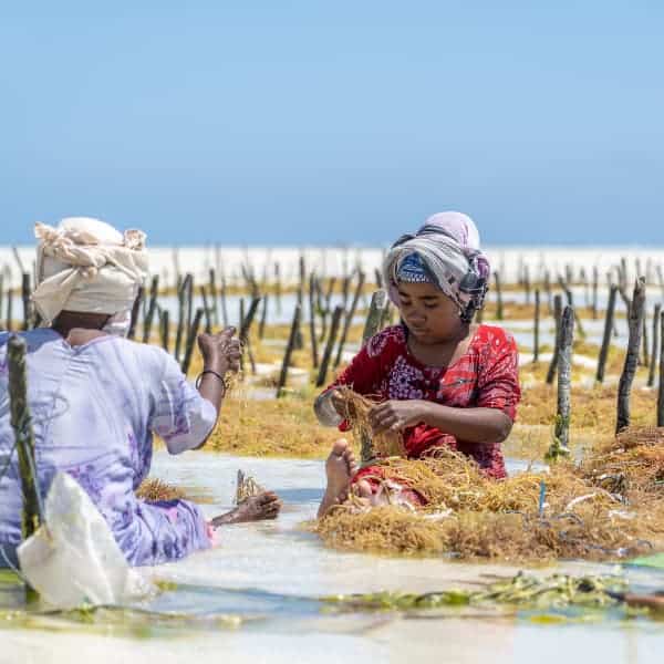 Two children harvesting seaweed in shallow coastal waters