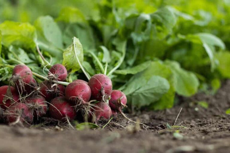 Freshly harvested radishes on garden soil