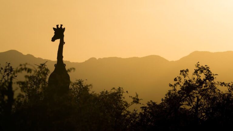 Silhouette of giraffe at sunset over mountains