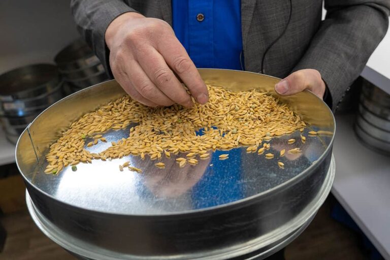 Hands inspecting barley grains on metal sieve