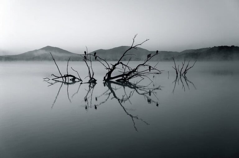 Dead tree branches in misty lake at dawn