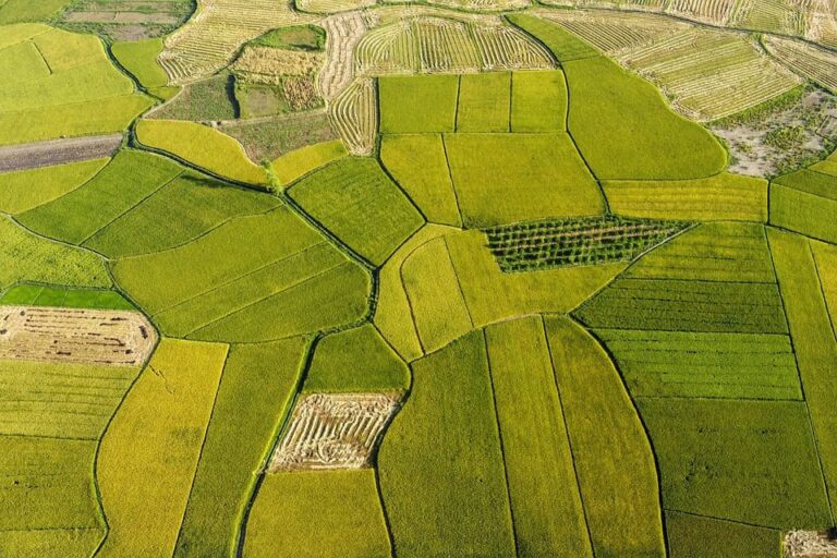 Aerial view of patchwork green and yellow fields