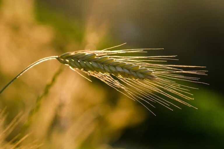 Close-up of barley ear in golden sunlight