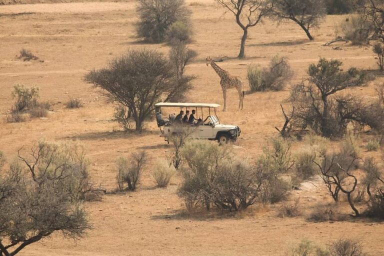 Safari jeep observing giraffe in arid savannah