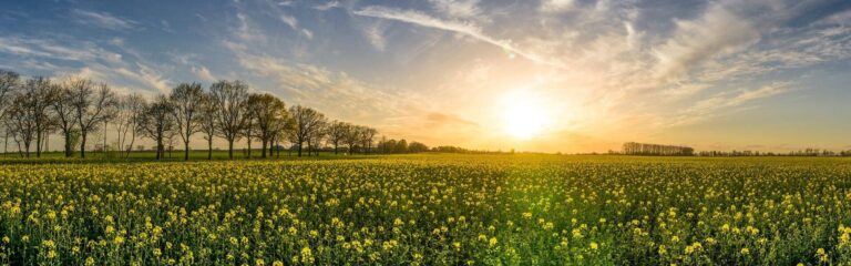 Sunset over yellow rapeseed field and trees